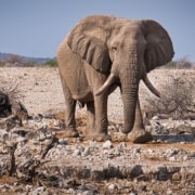 Etosha National Park