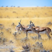 National Parks Namibia